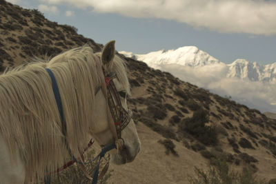 Horse on mountains against sky