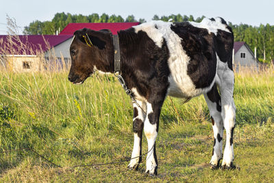 Cows standing in a field