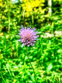 Purple flower blooming on tree