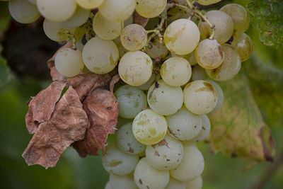 Close-up of grapes growing in vineyard