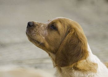 Close-up of dog in water