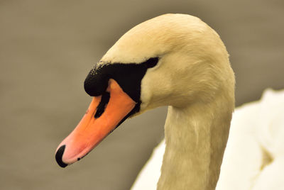Close-up of a swan against blurred background