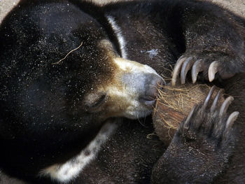 Close-up of an animal sleeping