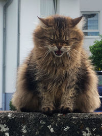 Close-up of cat sitting on window