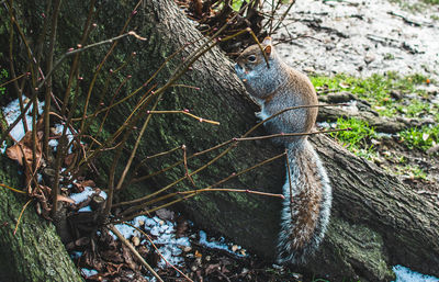 Squirrel having lunch