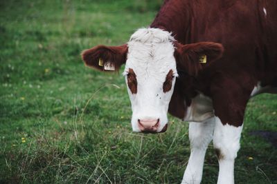 Cow standing in field