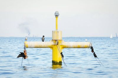 Cormorants perching on buoy in sea against sky