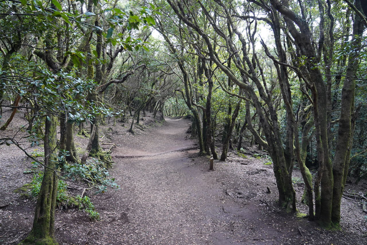 TREES GROWING ON FOOTPATH IN FOREST
