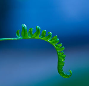 Close-up of plant against blue background