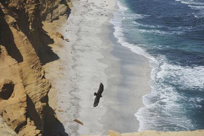 High angle view of birds on beach