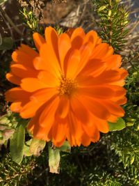 Close-up of flower blooming outdoors