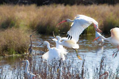 Ibises and egrets flying over lake