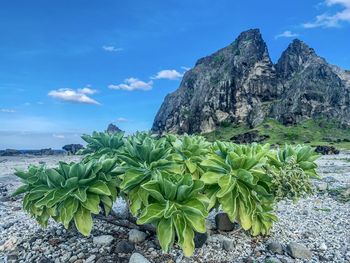 Silvery messerschmidia plants by the beach on ludao island of taiwan