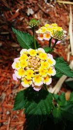 Close-up of yellow flowers