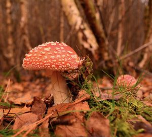 Close-up of fly agaric mushroom on field