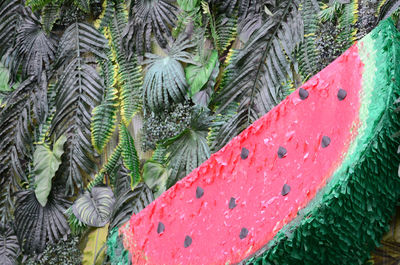 High angle view of palm trees