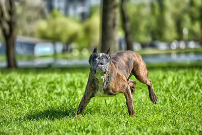 Dog in a field