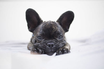 Close-up portrait of dog