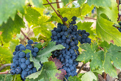 Fruits and grapes of tuscany