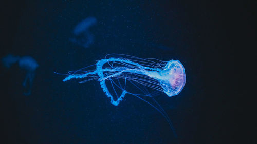 Close-up of jellyfish swimming in sea