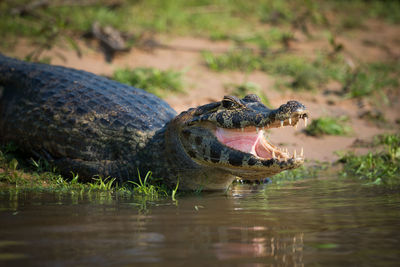 Alligator yawning at lakeshore