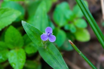 Close-up of purple flowering plant