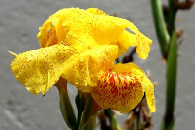 Close-up of yellow day lily blooming outdoors