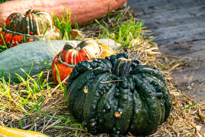 Close-up of pumpkins on field