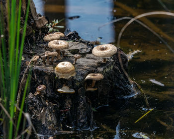 High angle view of mushrooms growing in lake