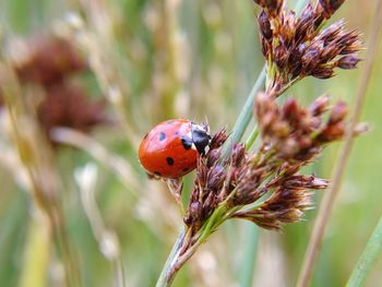 Close-up of ladybug on plant