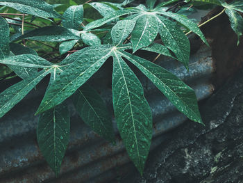 Close-up of wet plant leaves