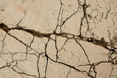 High angle view of dry leaf on land