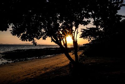 Silhouette trees on beach against sky during sunset