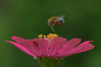 Close-up of insect on pink flower