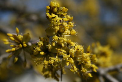 Close-up of yellow flowering plant