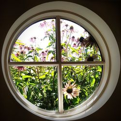 Flower plants seen through window