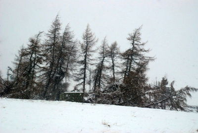 Trees on snow covered landscape