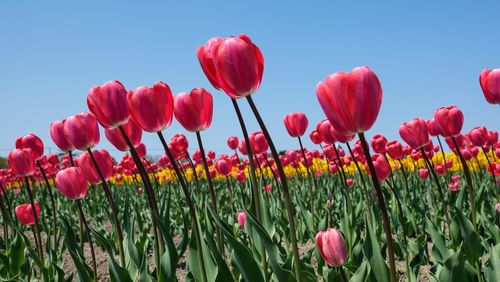 Close-up of red tulips in field against sky