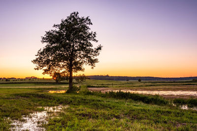 Tree on field against sky during sunset