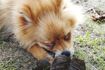 Close-up of a dog on field