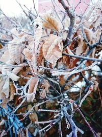 Close-up of frozen plant during winter