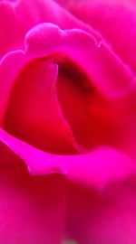 Macro shot of red rose