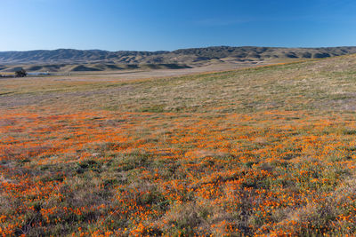 Scenic view of landscape against clear sky