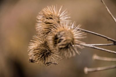 Close-up of thistle
