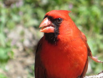 Close-up of red duck