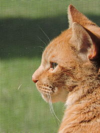 Close-up of ginger cat