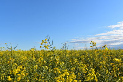 Scenic view of oilseed rape field against sky