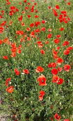 Close up of red poppies