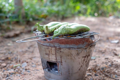 Close-up of fresh vegetable on field