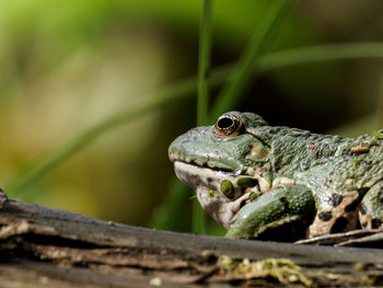 Close-up of frog on tree